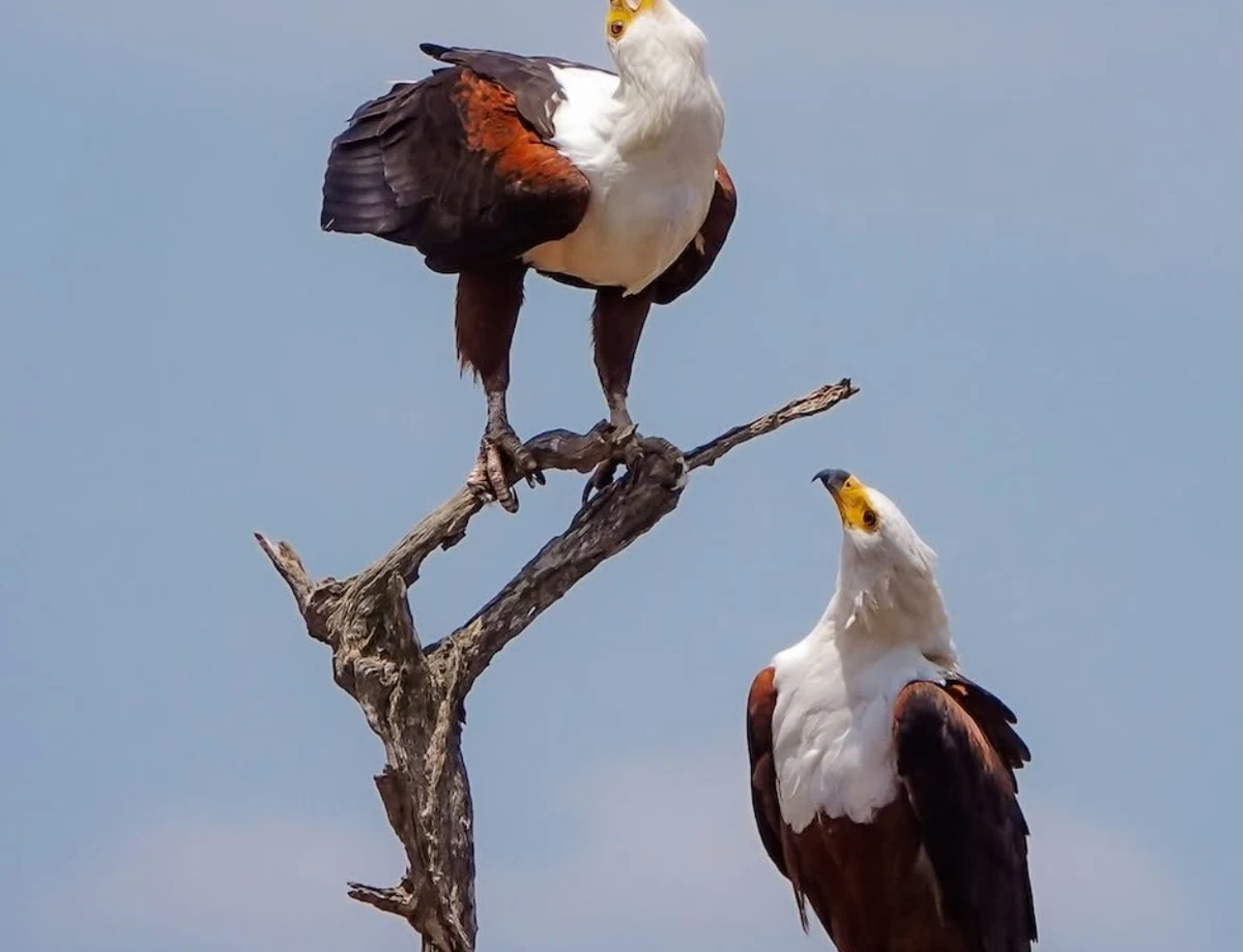 African Fish Eagle