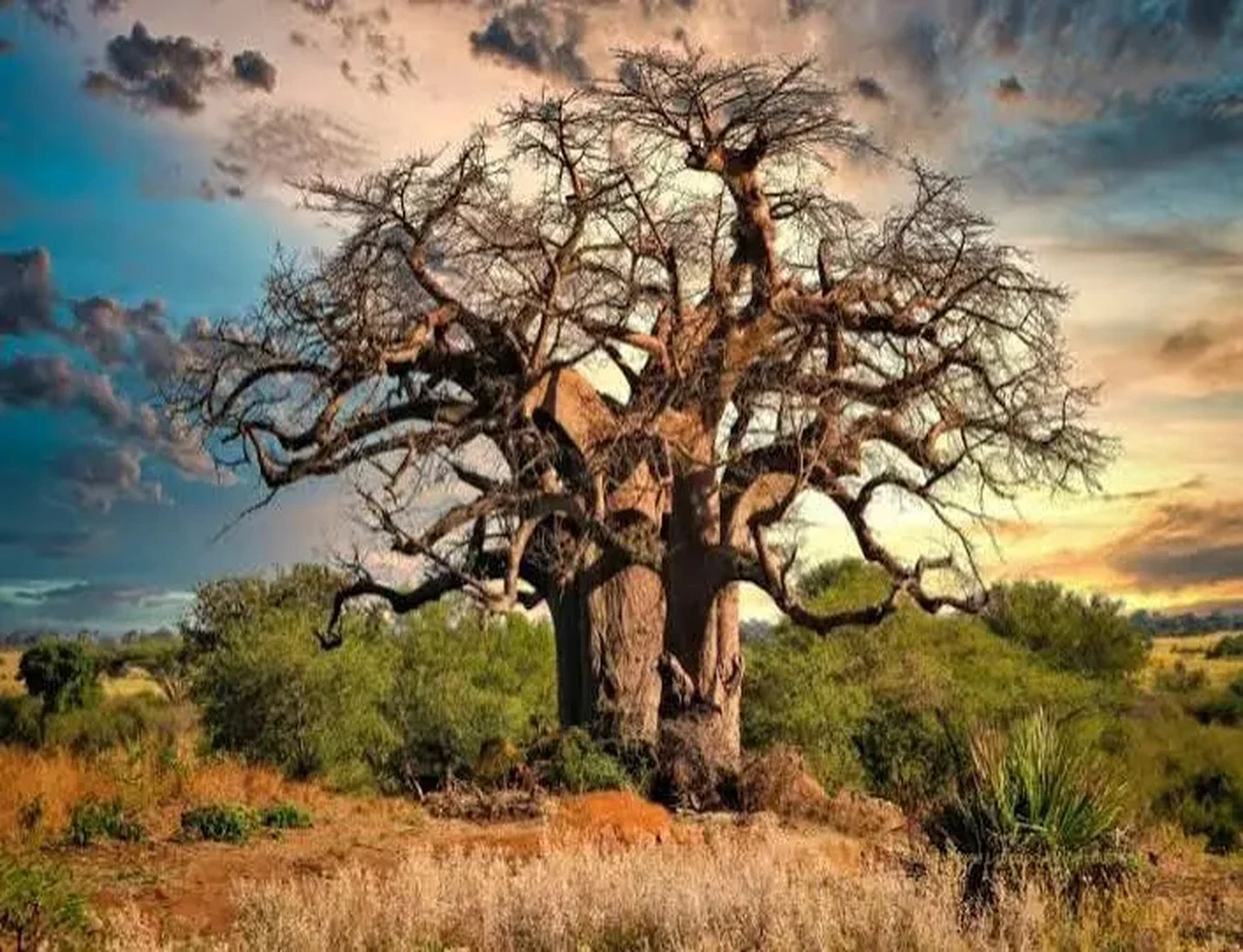Africa Baobab tree