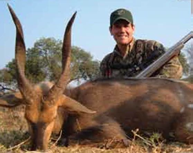 Limpopo Bushbuck
