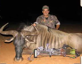 Blue Wildebeest