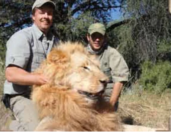 African Male Lion