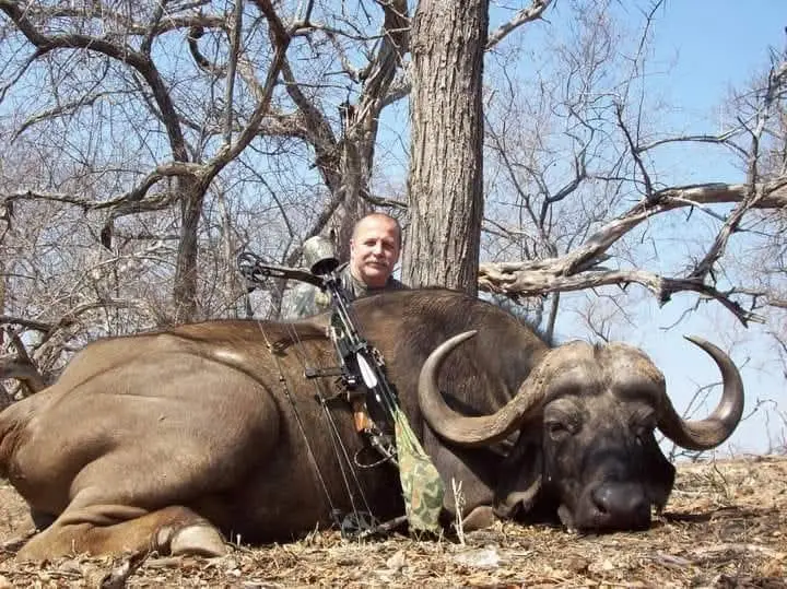 Cape Buffalo with a Bow