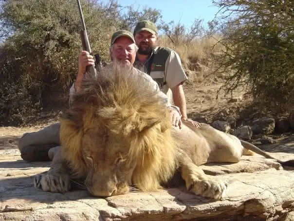African Male Lion