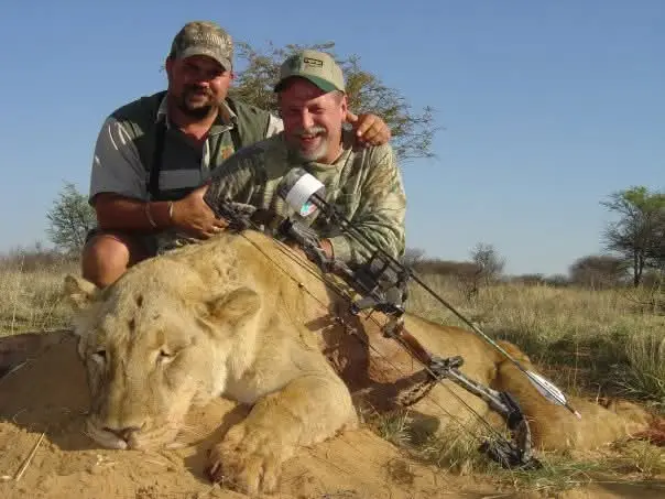 Lioness Hunt