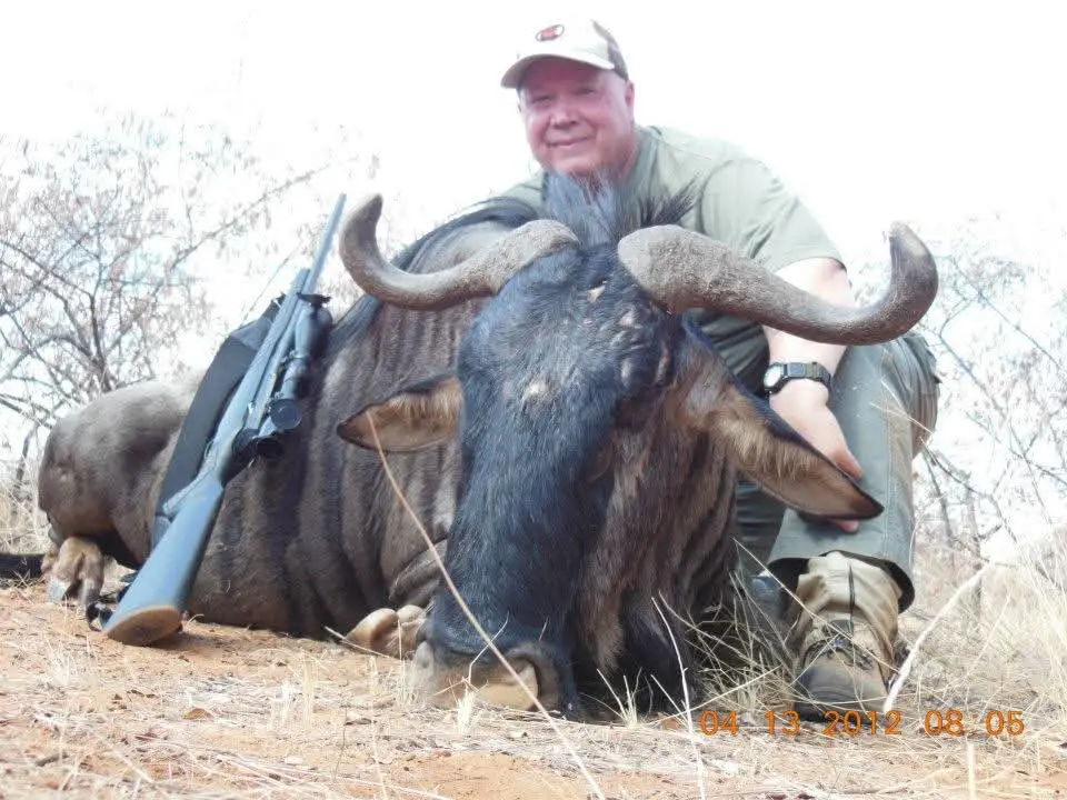 Blue Wildebeest