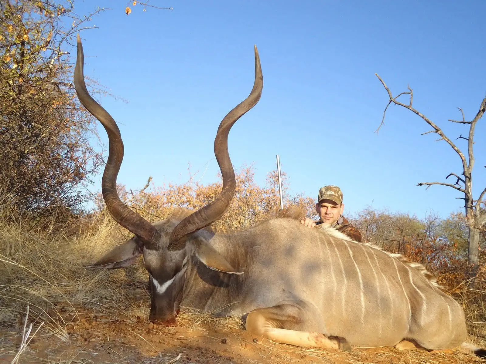 Kudu