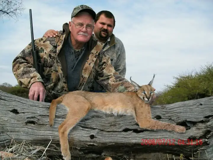 Caracal