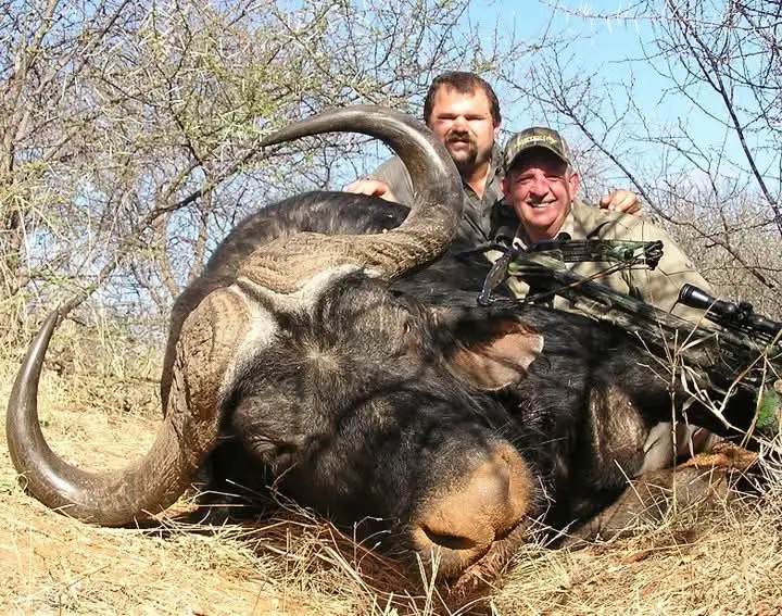 Cape Buffalo
