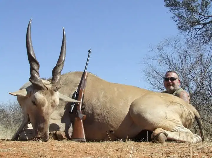 Cape Eland