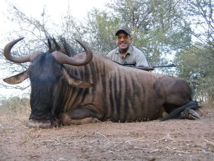 Blue Wildebeest