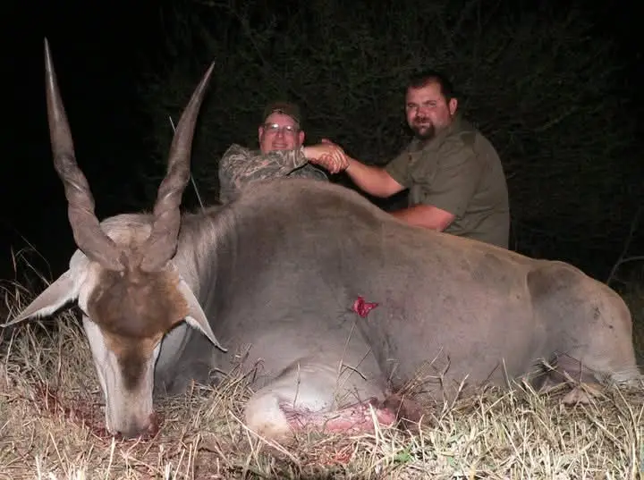 Cape Eland