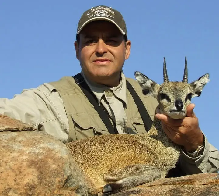 Klipspringer