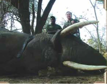 African Elephant