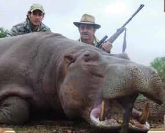 Hippo