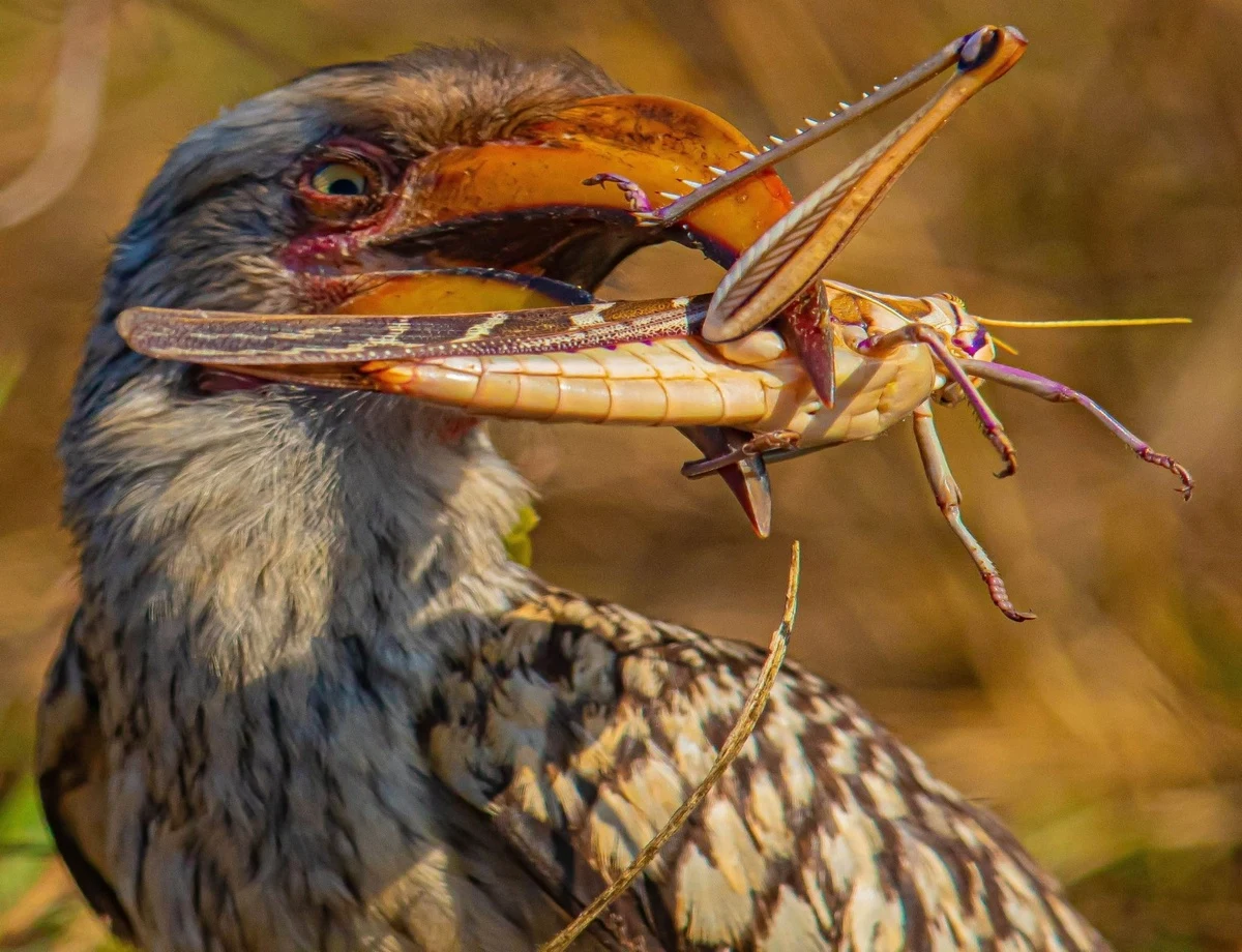 Southern Yellow - billed Hornbill