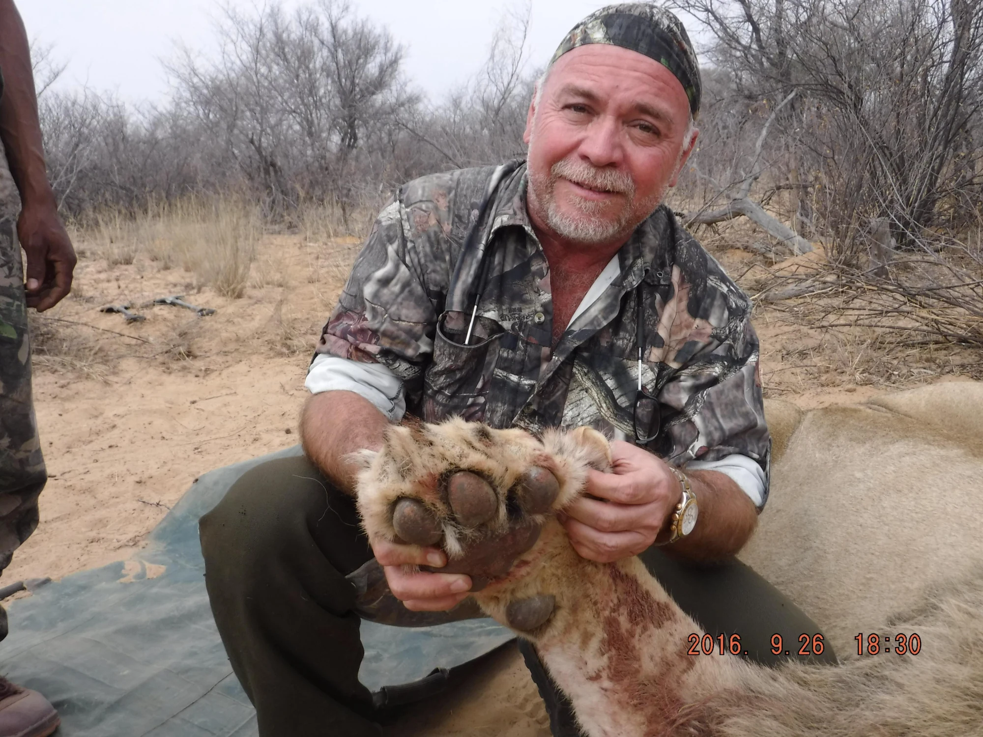 Lion Male