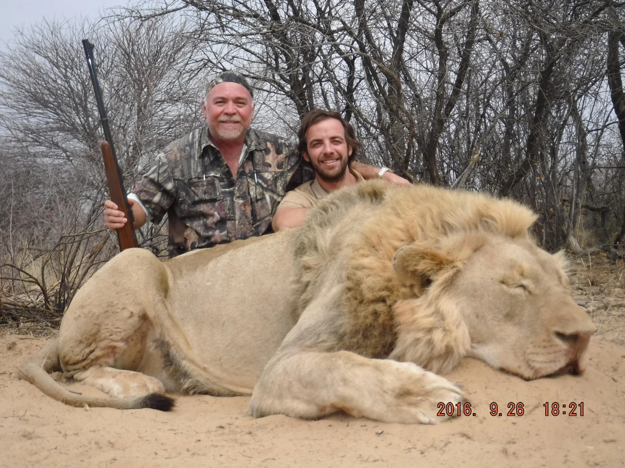 Lion