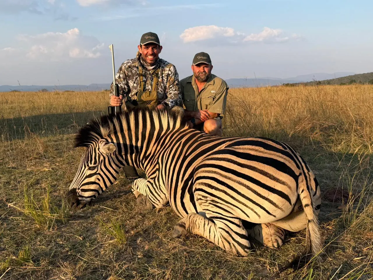 Zebra