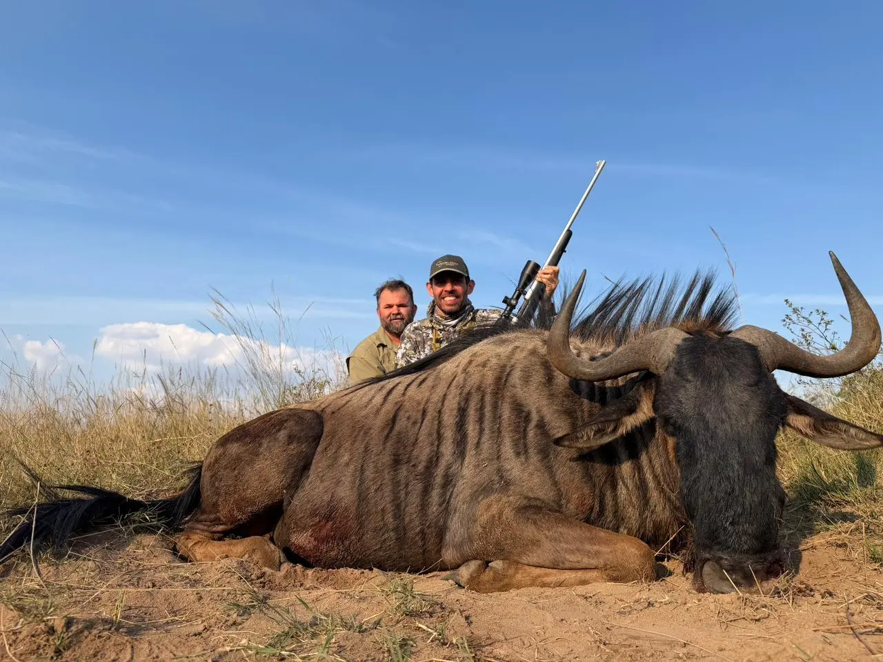 Blue Wildebeest