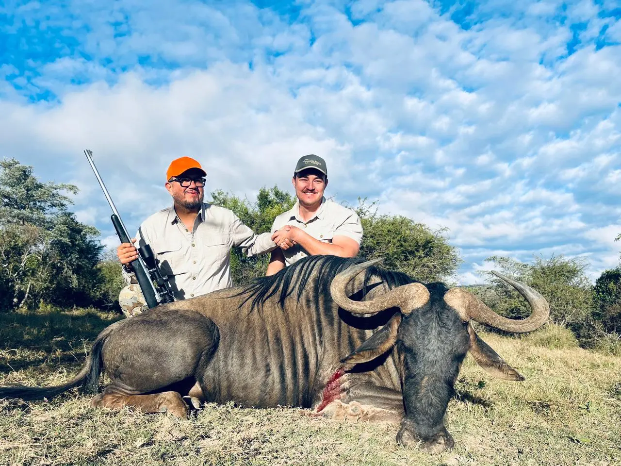 Blue Wildebeest