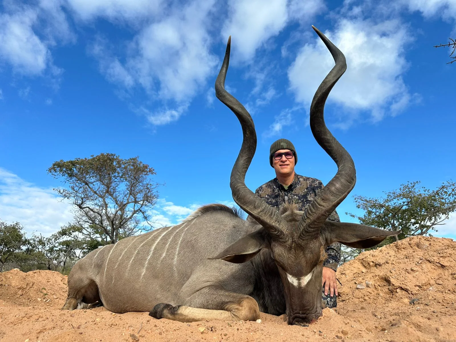 Greater Kudu