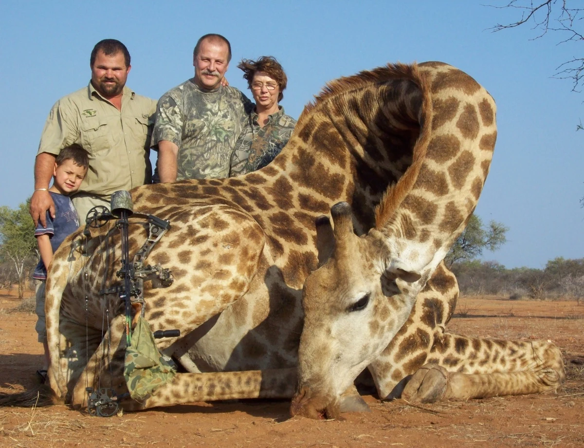 Giraffe