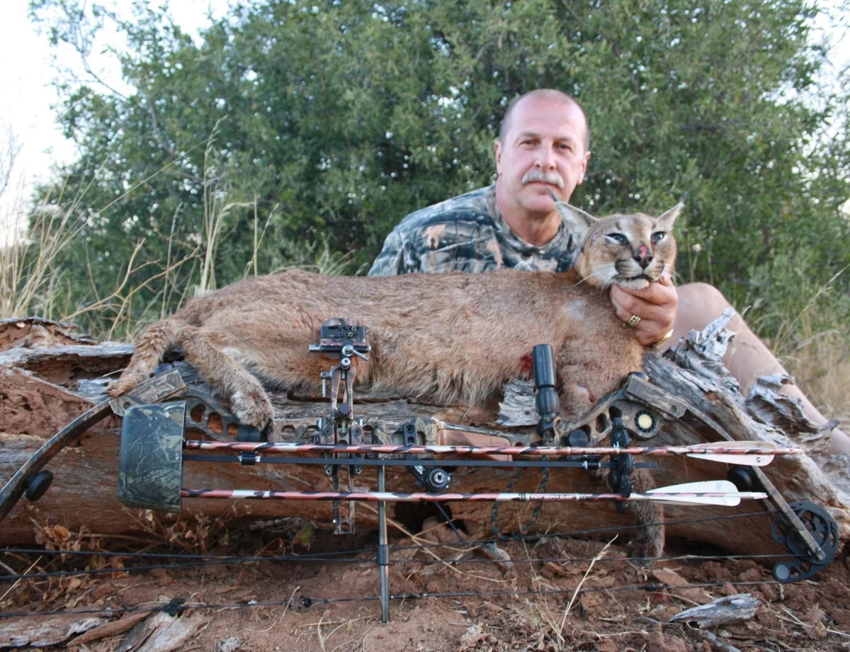 Caracal