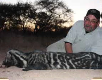 African Civet