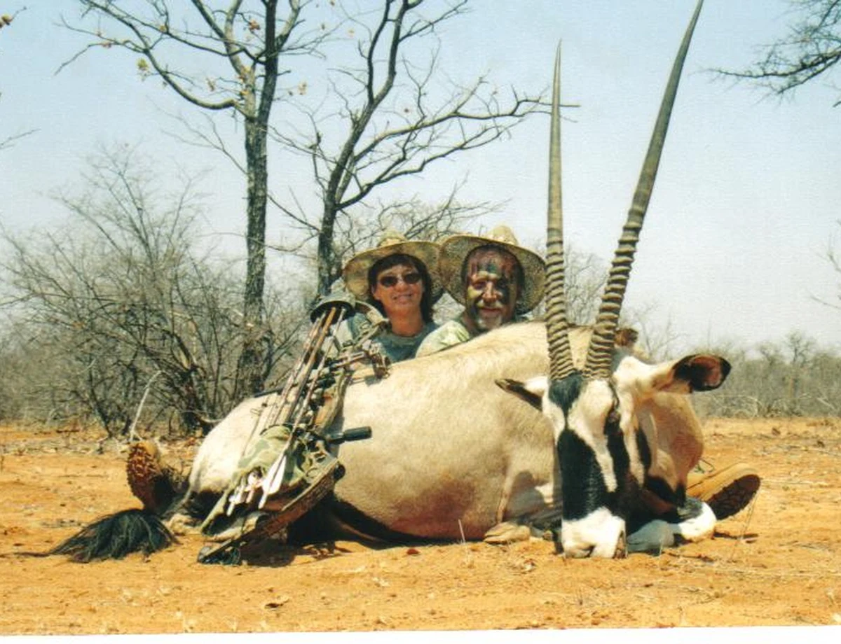 Gemsbuck (Oryx)
