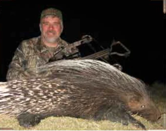 Porcupine
