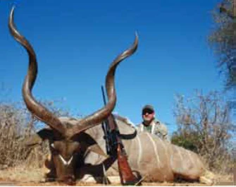 Greater Kudu