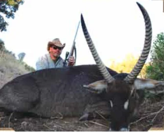 Waterbuck