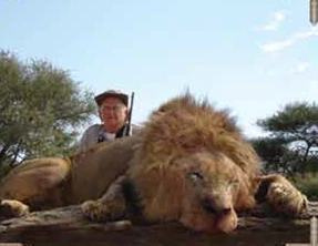 African Male Lion