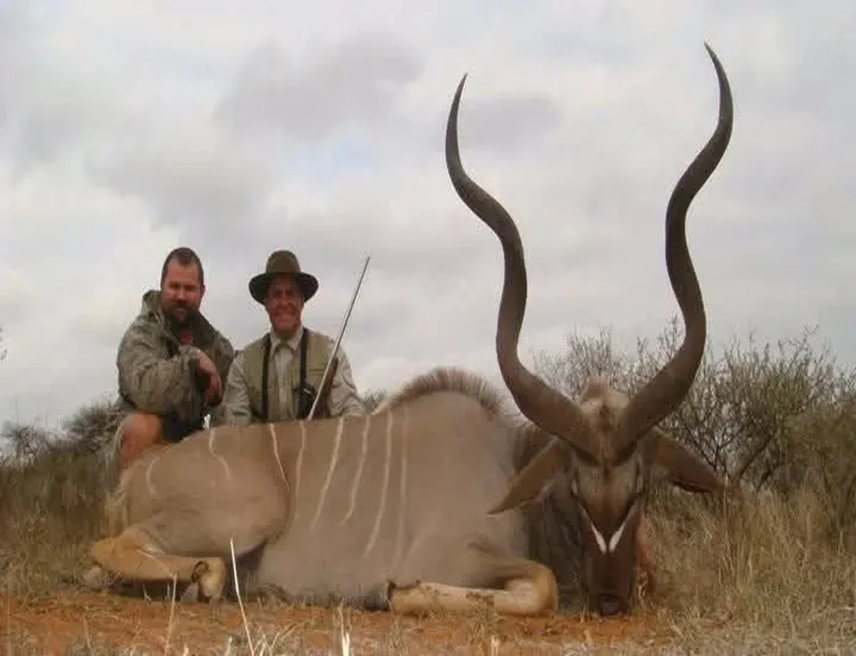 Greater Kudu