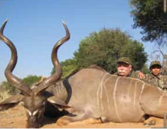 Greater Kudu