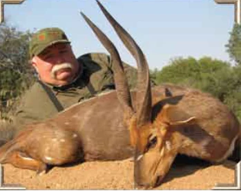 Limpopo Bushbuck