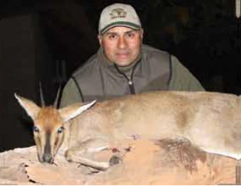 Common Grey Duiker