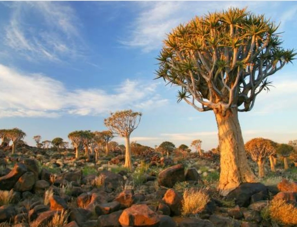 Quiver Trees