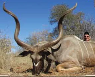 Greater Kudu