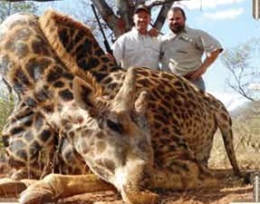 Giraffe