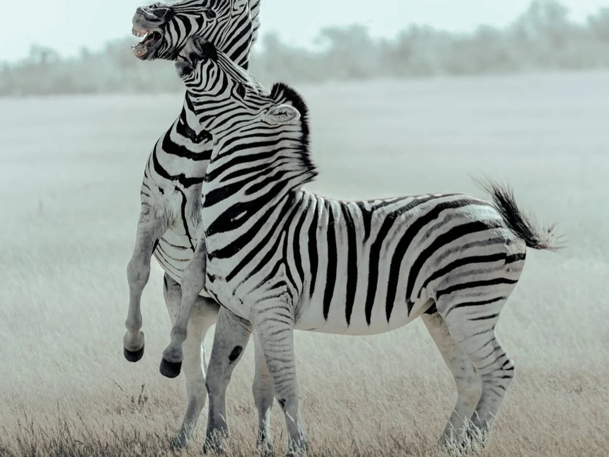 Burchelle Zebra