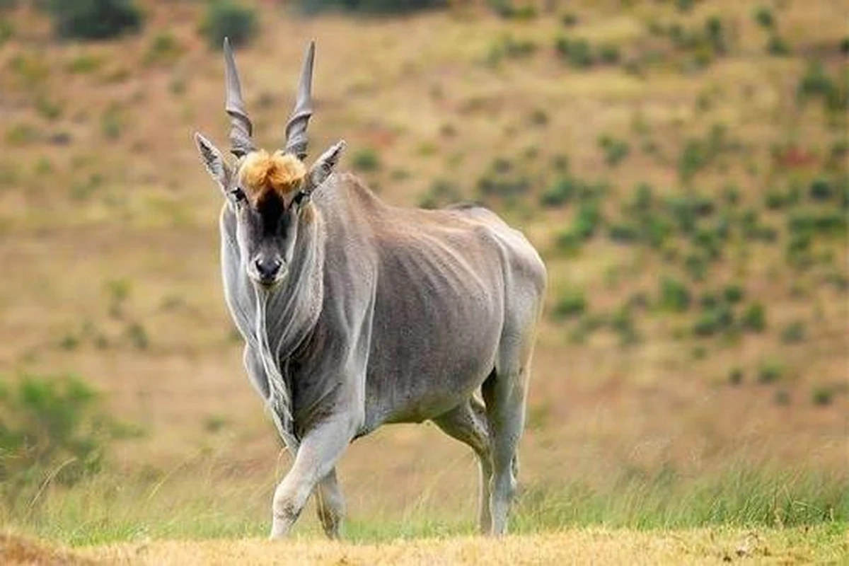 Cape Eland