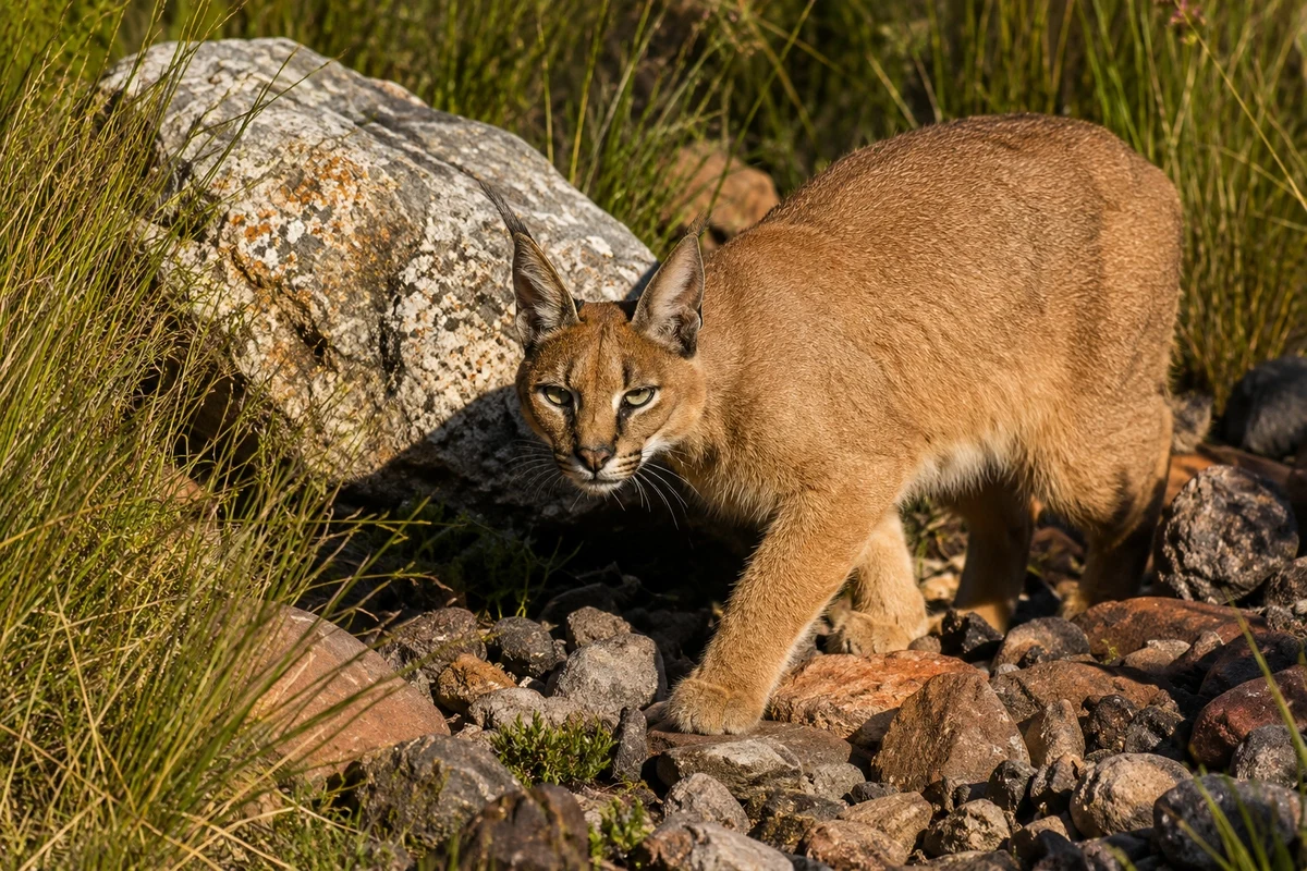 Caracal