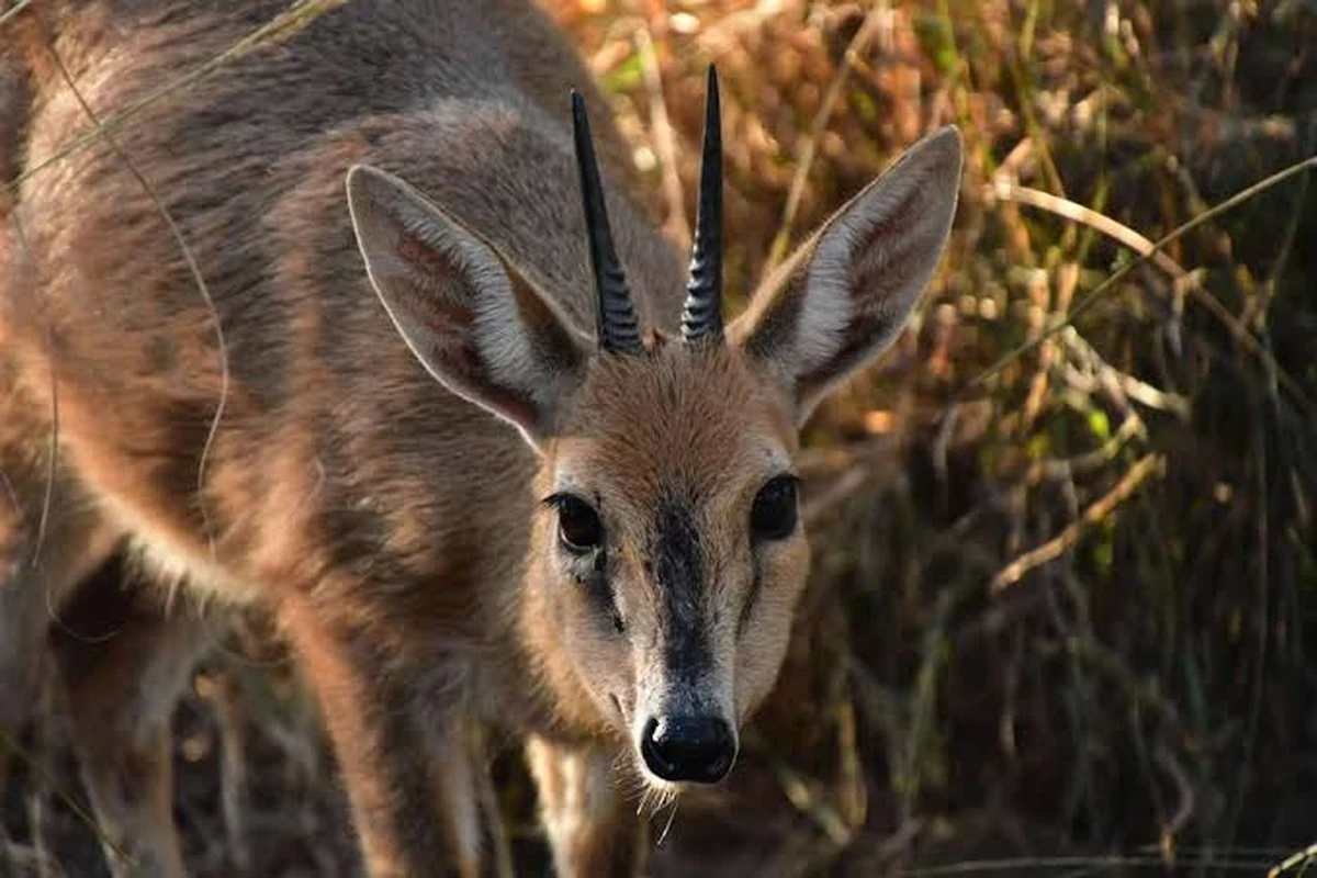Common Duiker