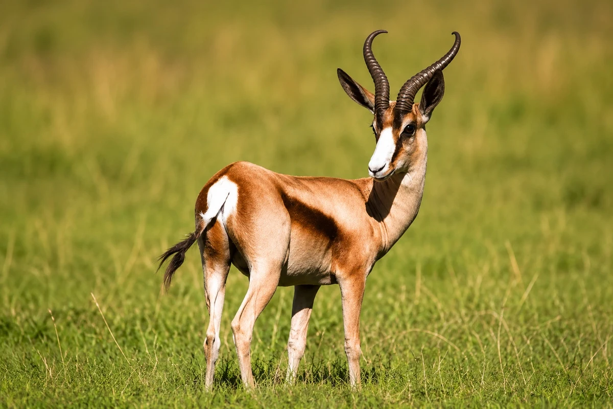 Common Springbuck