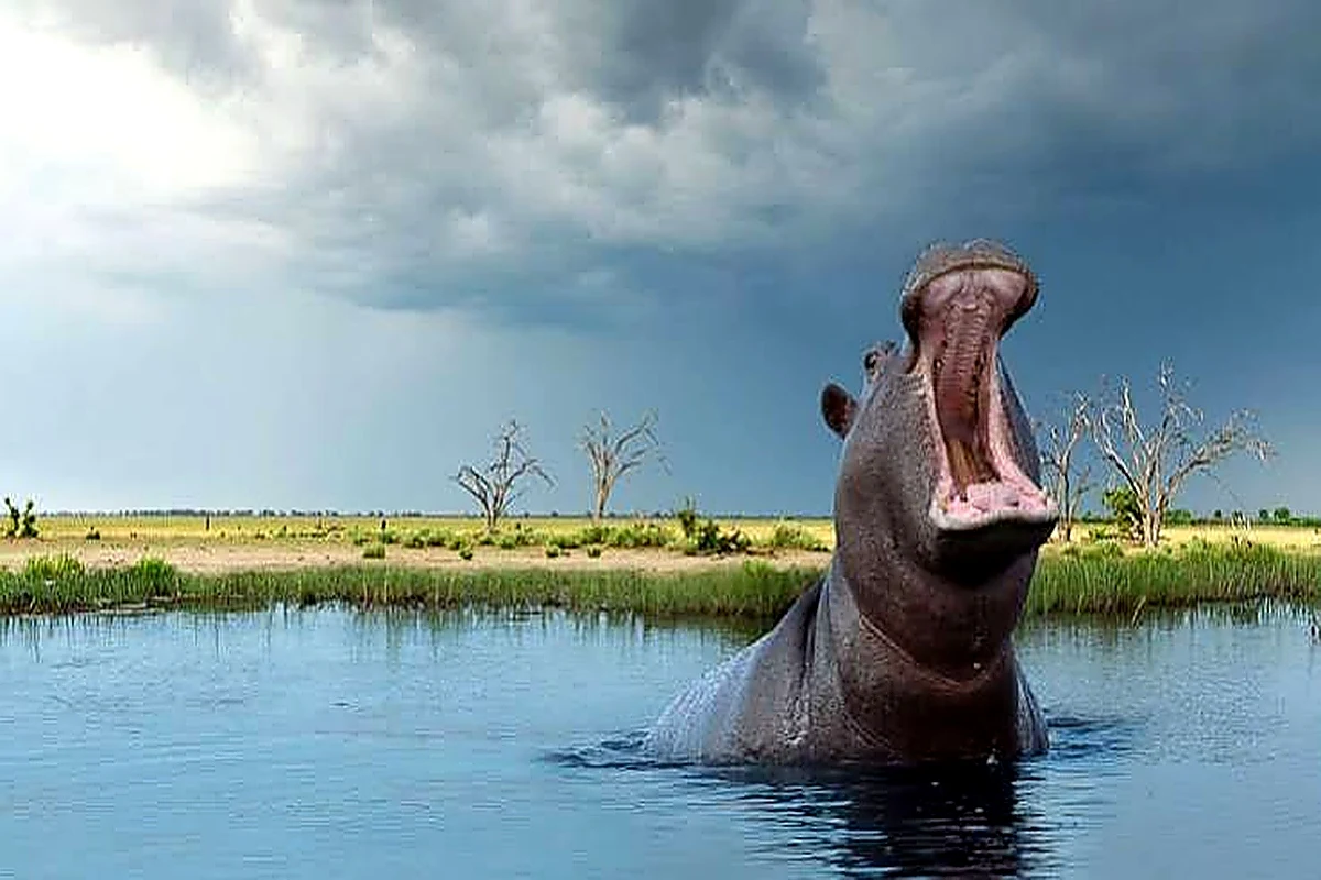 Hippo