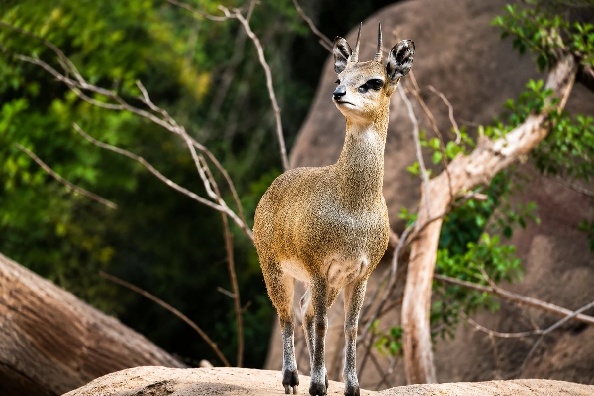 Klipspringer