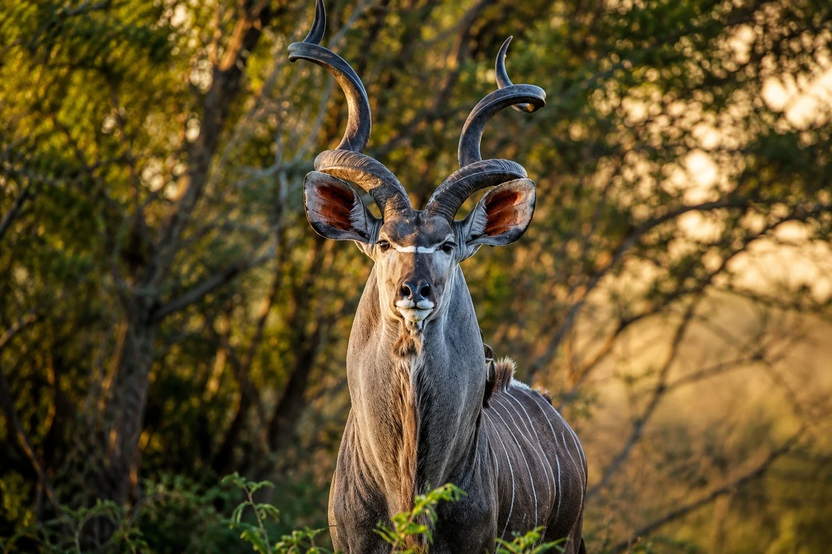 Kudu