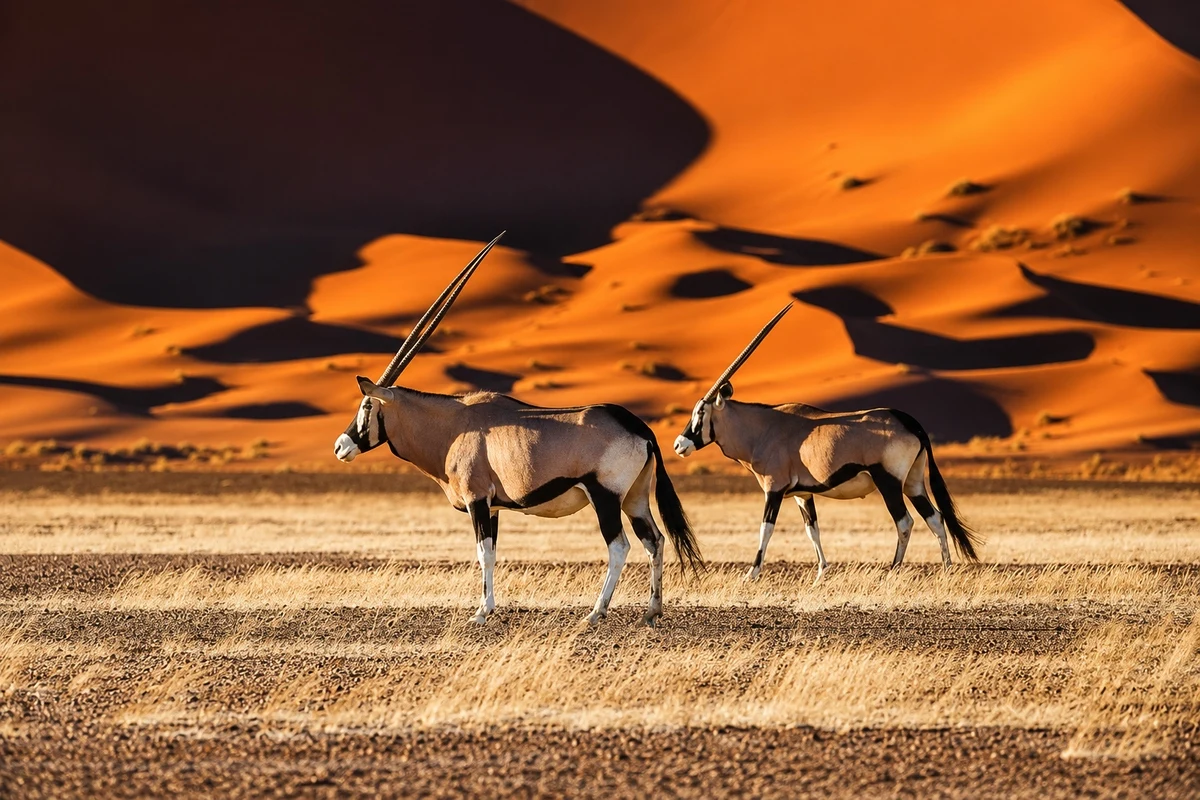 Gemsbok